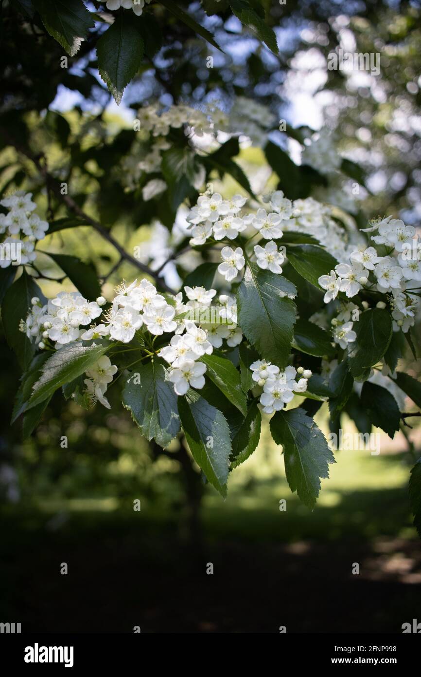 White flowers are seen blooming at the Brooklyn Botanic Garden in Brooklyn, New York, on May 15, 2021. Stock Photo