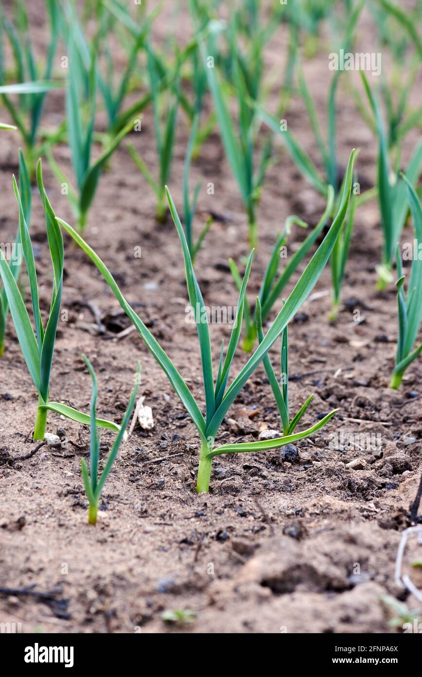 young green grass on brown ground close-up Stock Photo