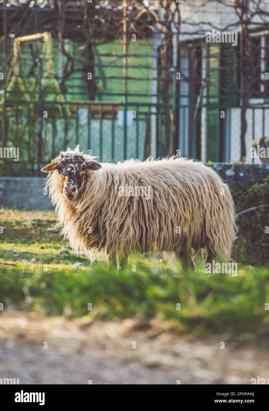 Sheep portrait in the sun, Croatia Stock Photo