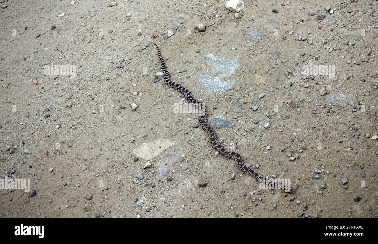 A bullsnake warming itself on a rural road in Eastern Washington. Bullsnakes (Pituophis catenifer sayi) is one of the largest snake speices in North A Stock Photo