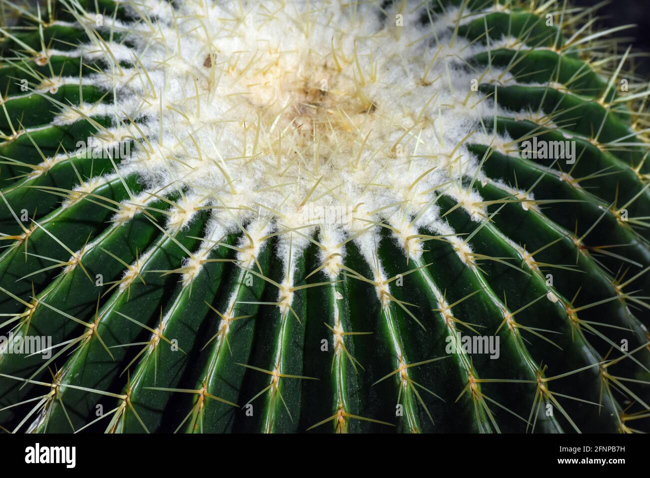 cactus needles Stock Photo