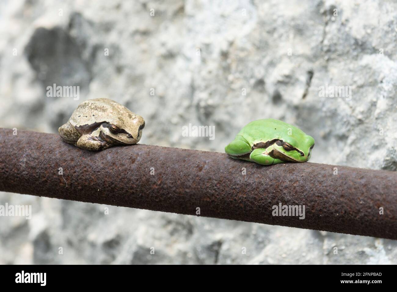 Green and white Middle east tree frogs on a steel bar, Hyla savignyi Stock Photo