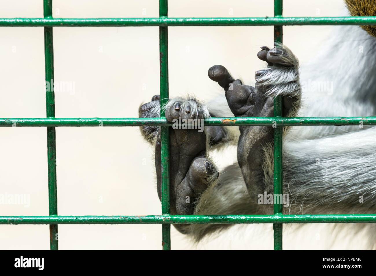 Monkey foot hires stock photography and images Alamy
