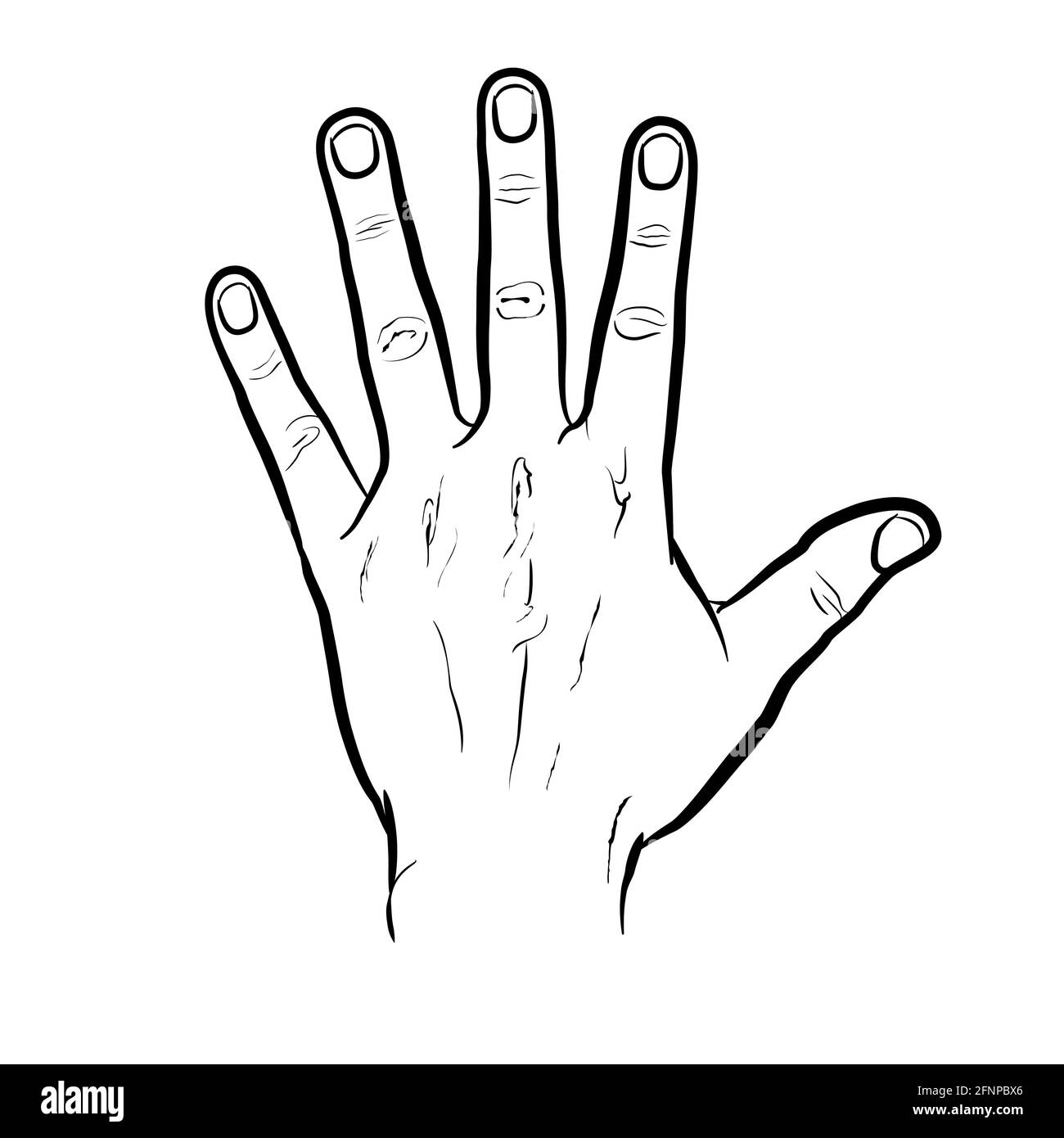 The back of the hand, outline version. Flat vector drawing isolated on white background, EPS 8. Stock Vector