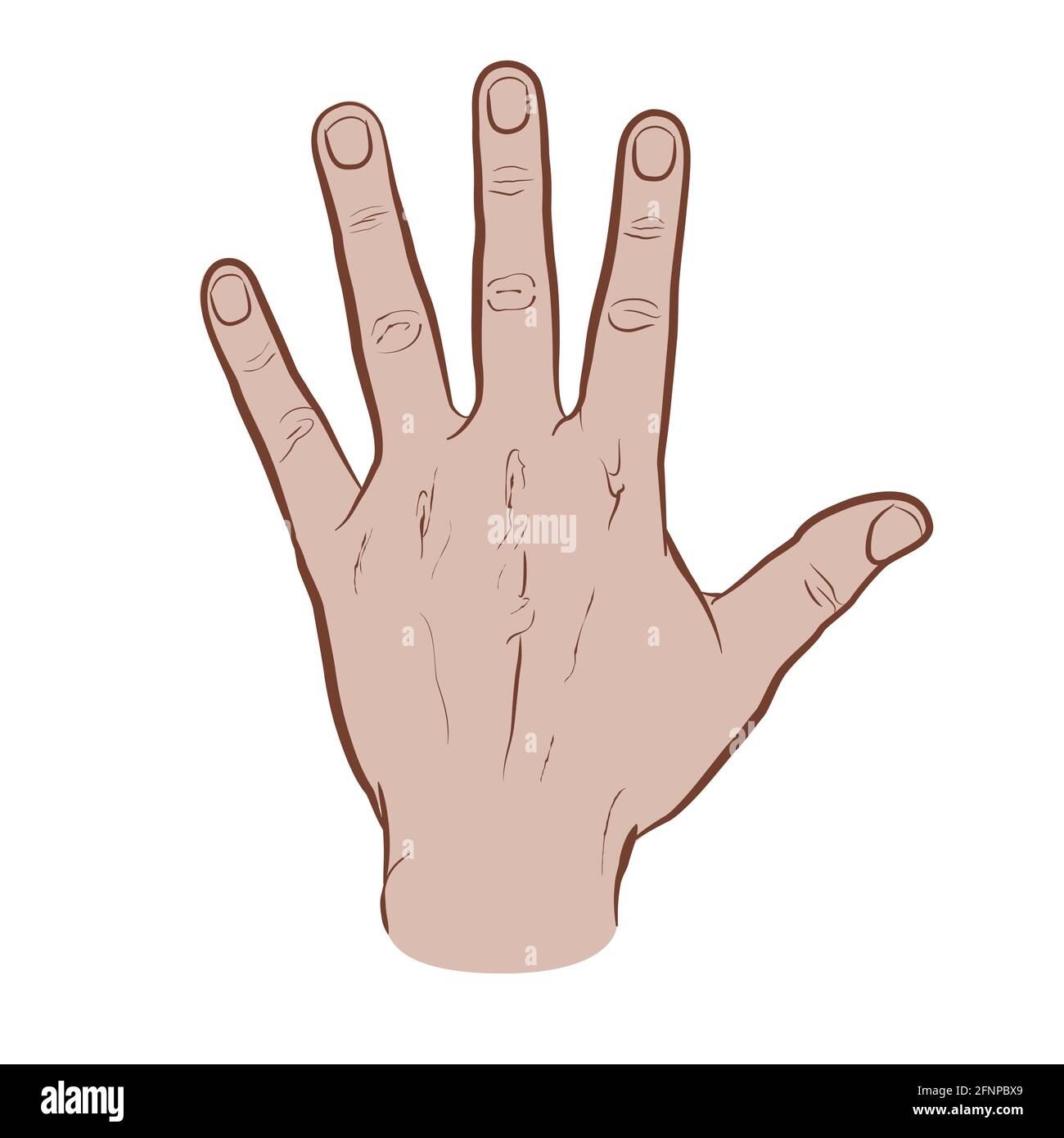 The back of the hand, colored version. Flat vector drawing isolated on