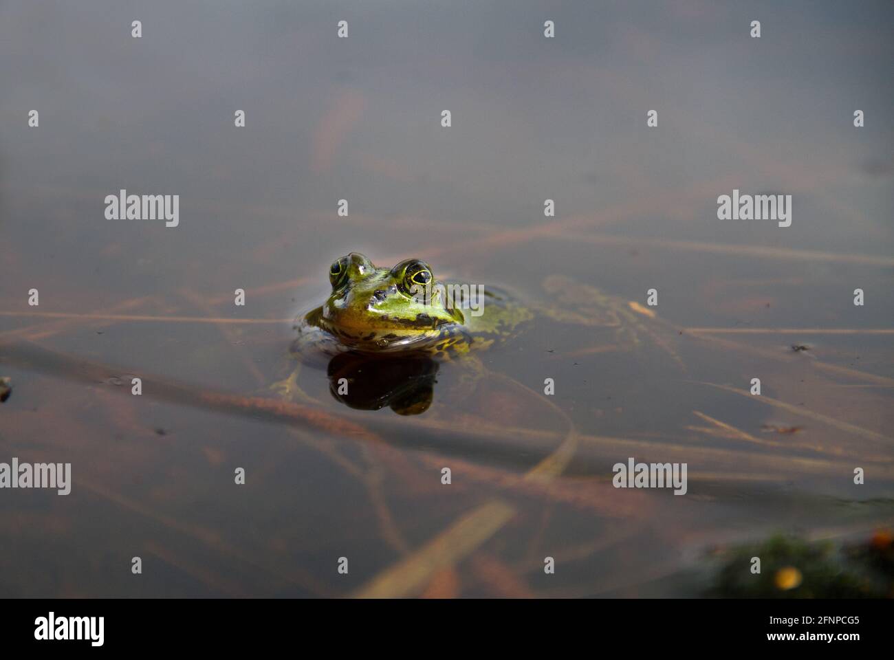 Green frog, probably a Marsh frog or Pool frog, swimming in a pond Stock Photo