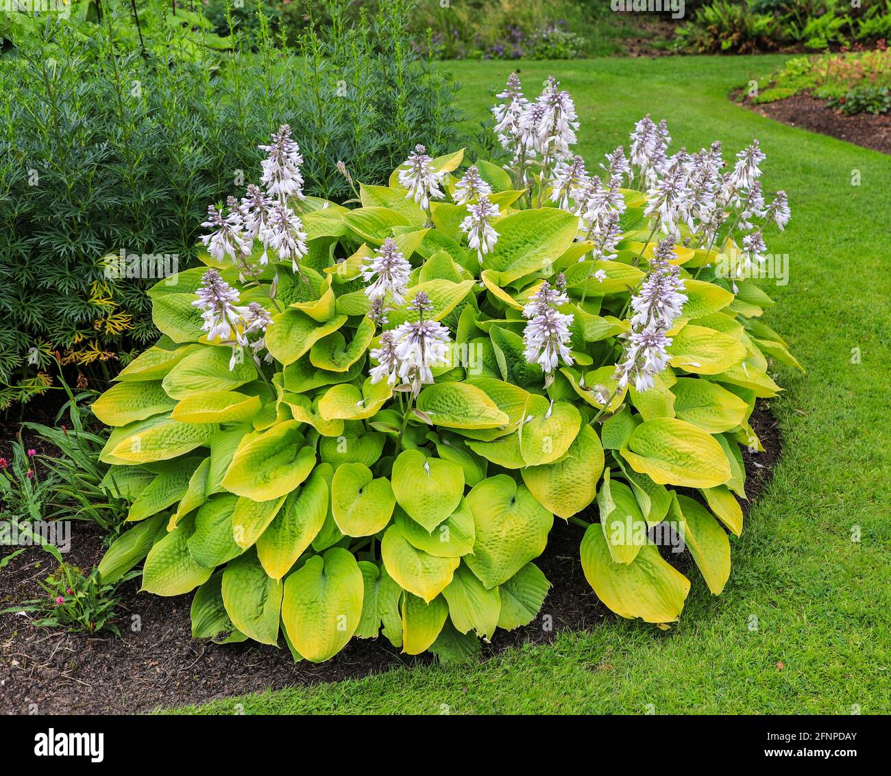 The flowers of a Hosta plant, Hosta 'Zounds', Bressingham Gardens, Diss, Norfolk, England, UK Stock Photo