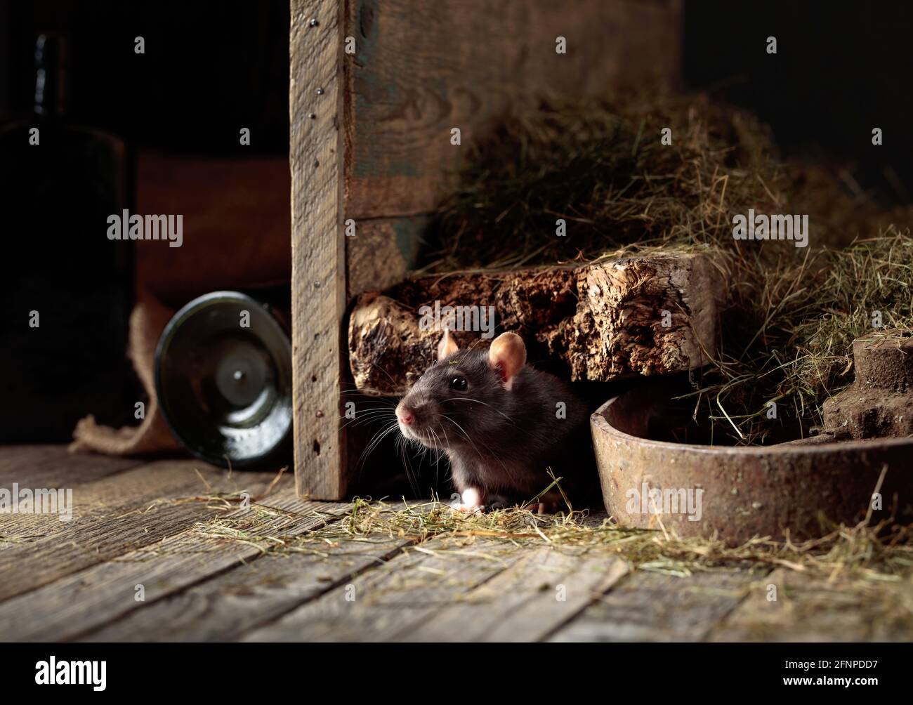 Cute rat in an old wooden barn with hay Stock Photo - Alamy