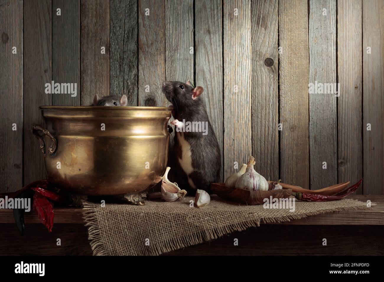 Rats on a table with old kitchen utensils in a wooden shed. Copy space ...