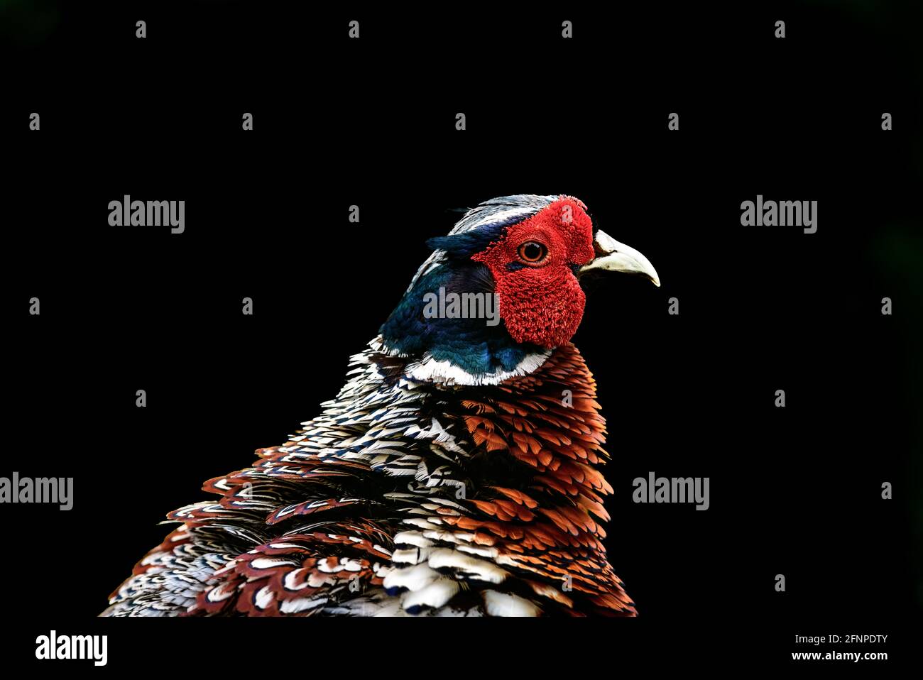 Pheasant (Phasianus Colchicus) om black background Stock Photo