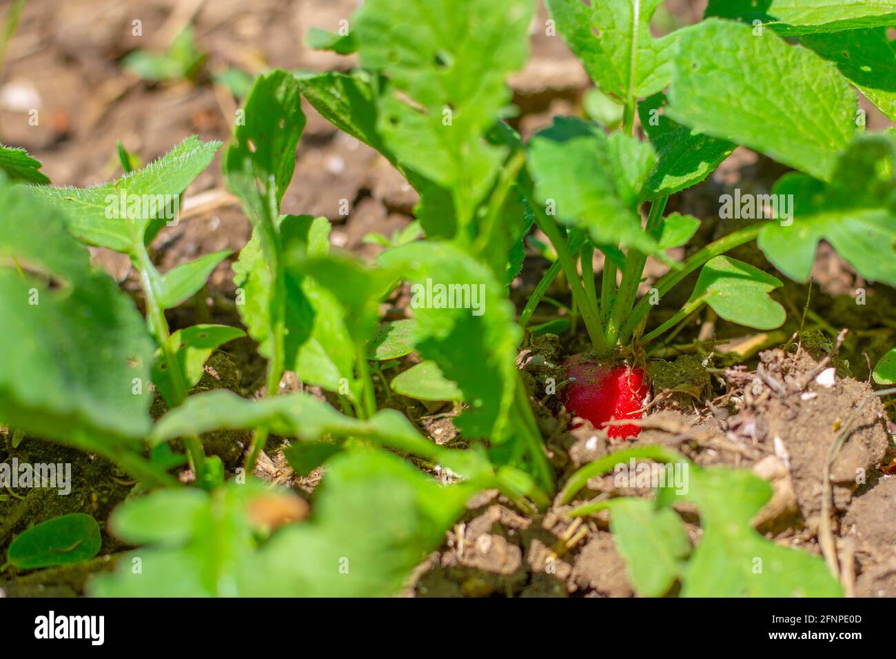 Young red radish grows in the garden bed. Growing tasty healthy root vegetables. Stock Photo