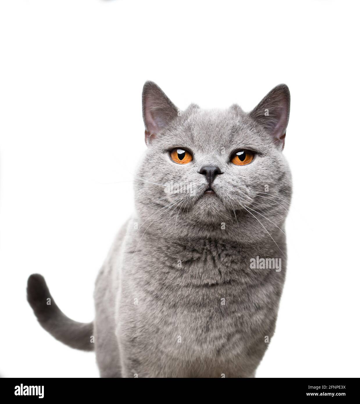 British shorthair small 2025