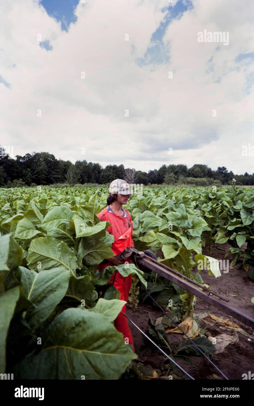 tobacco stalk Tobacco stalk cutting hi-res stock photography and images