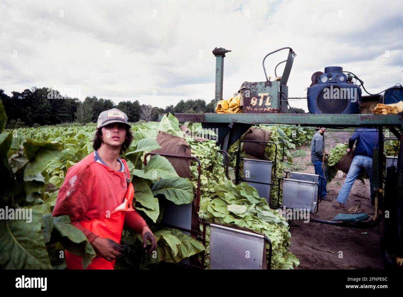 Tobacco picking harvest time, Simcoe Ontario Canada 1982 Stock Photo