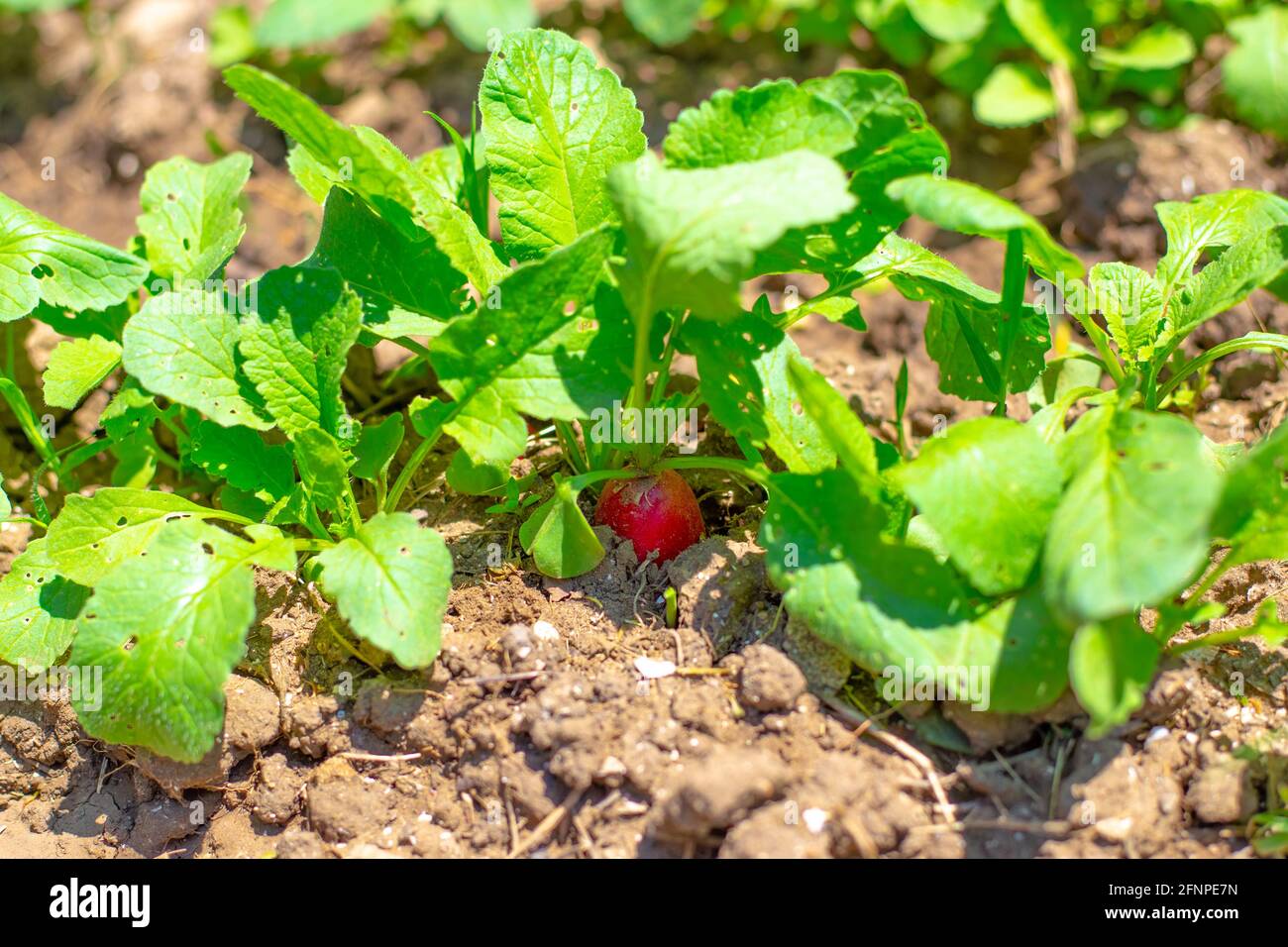 Young red radish grows in the garden bed. Growing tasty healthy root vegetables. Stock Photo