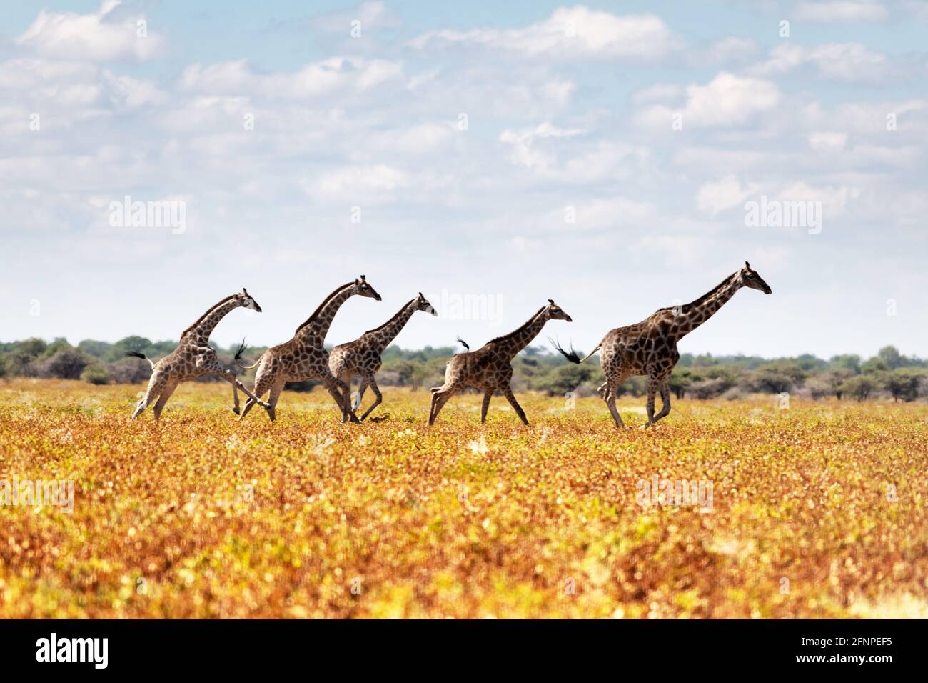 Giraffe family in dried yellow grass of african savanna Stock Photo