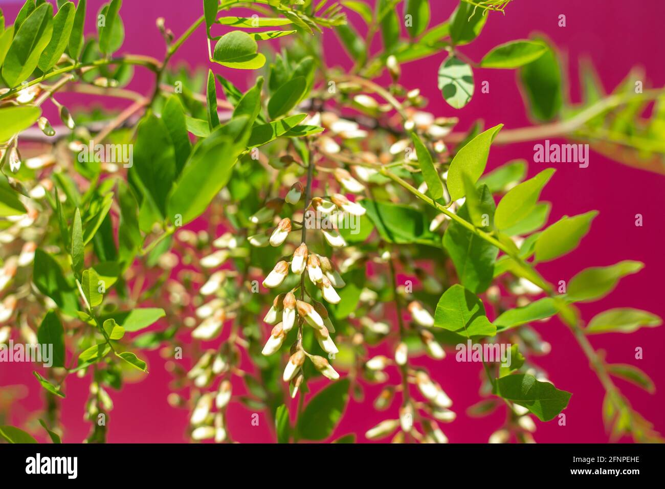 Blooming flowers of white acacia against the background of a crimson fence. Spring vegetable background. Stock Photo