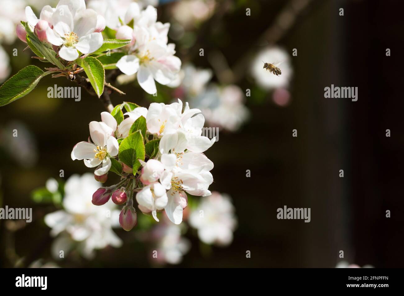 A colourful bokeh of a blossoming apple tree  (Malus domestica) and a flying honey bee (Apis) Stock Photo