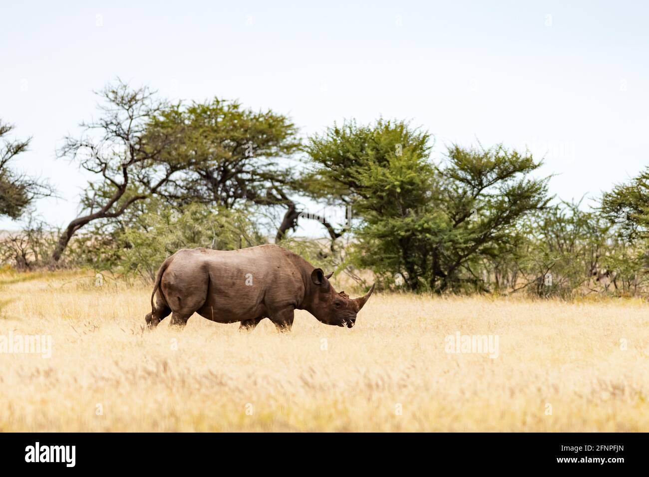 African white rhino at Etosha National park Stock Photo