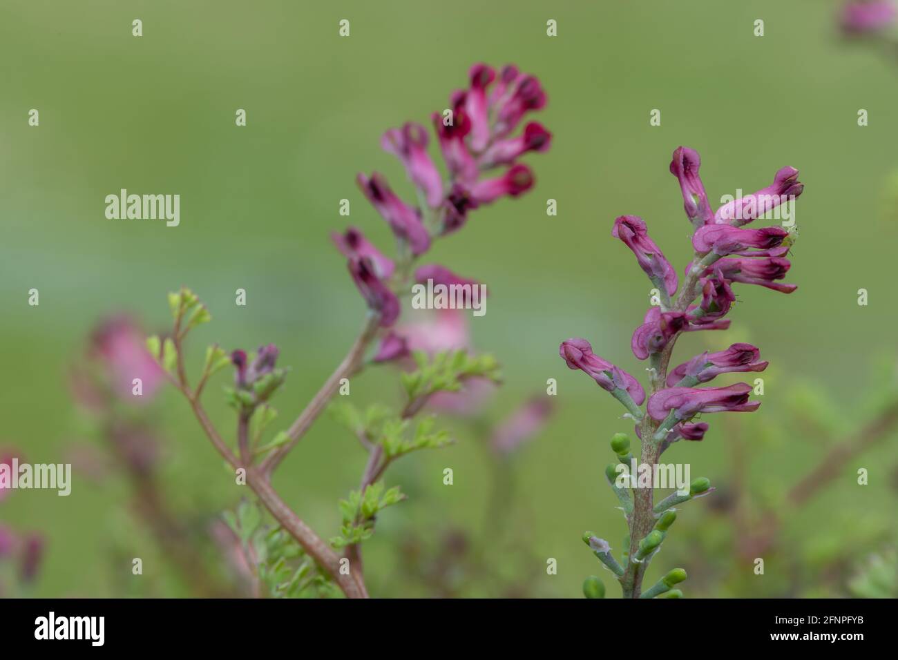 Macro shot of flowers on a common fumitory (fumaria officinalis) plant Stock Photo