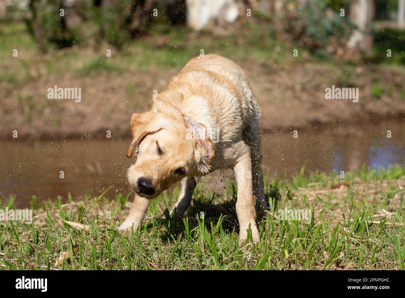 Labrador retriever shaking off the water Stock Photo Alamy