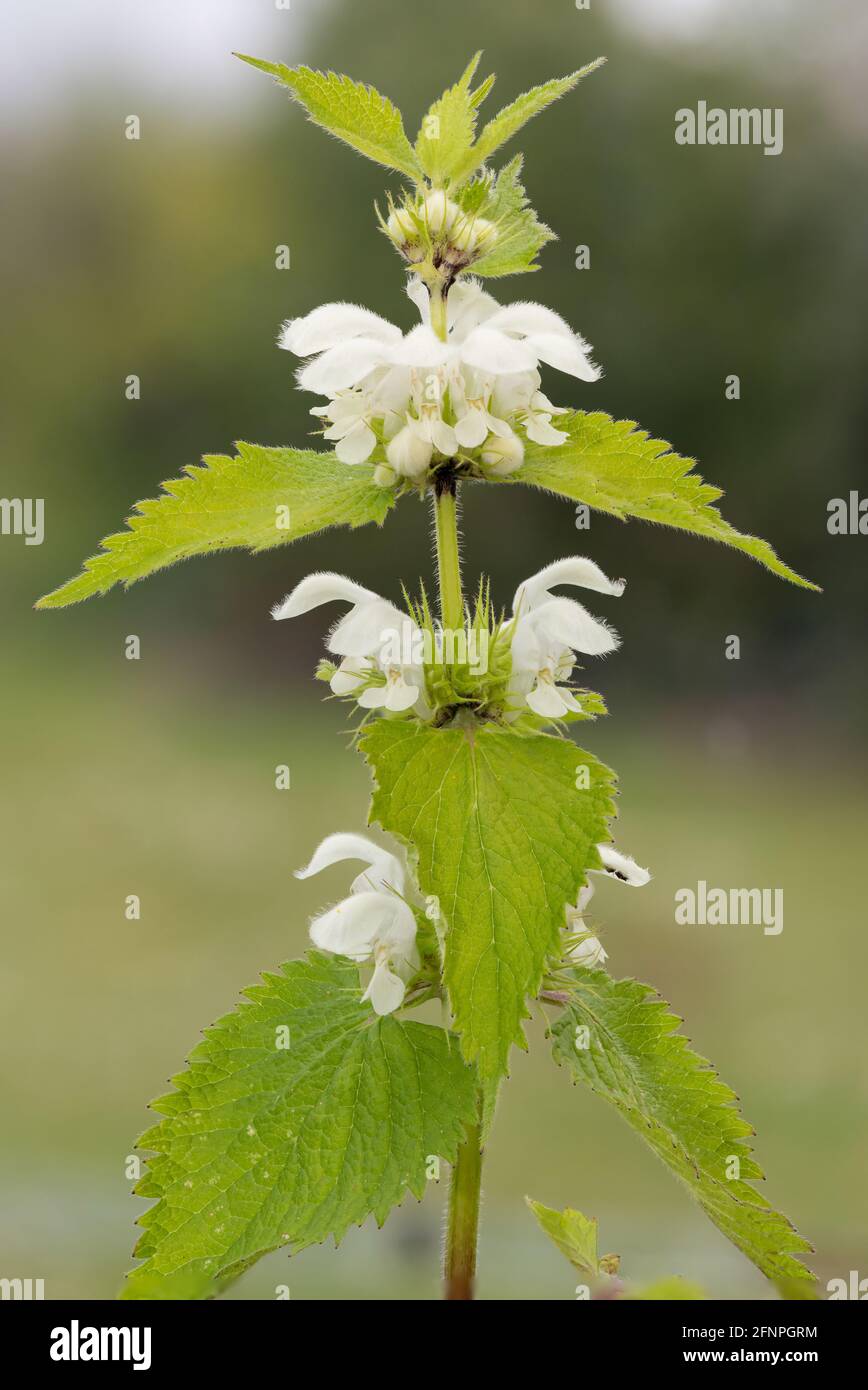 Close up of stinging nettle (urtica dioica) flowers Stock Photo Alamy