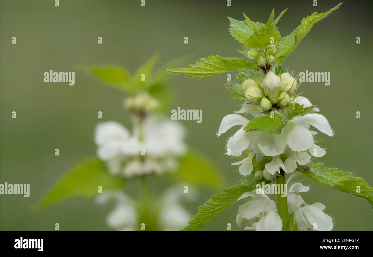 Close Up Of Stinging Nettle urtica Dioica Flowers Stock Photo Alamy