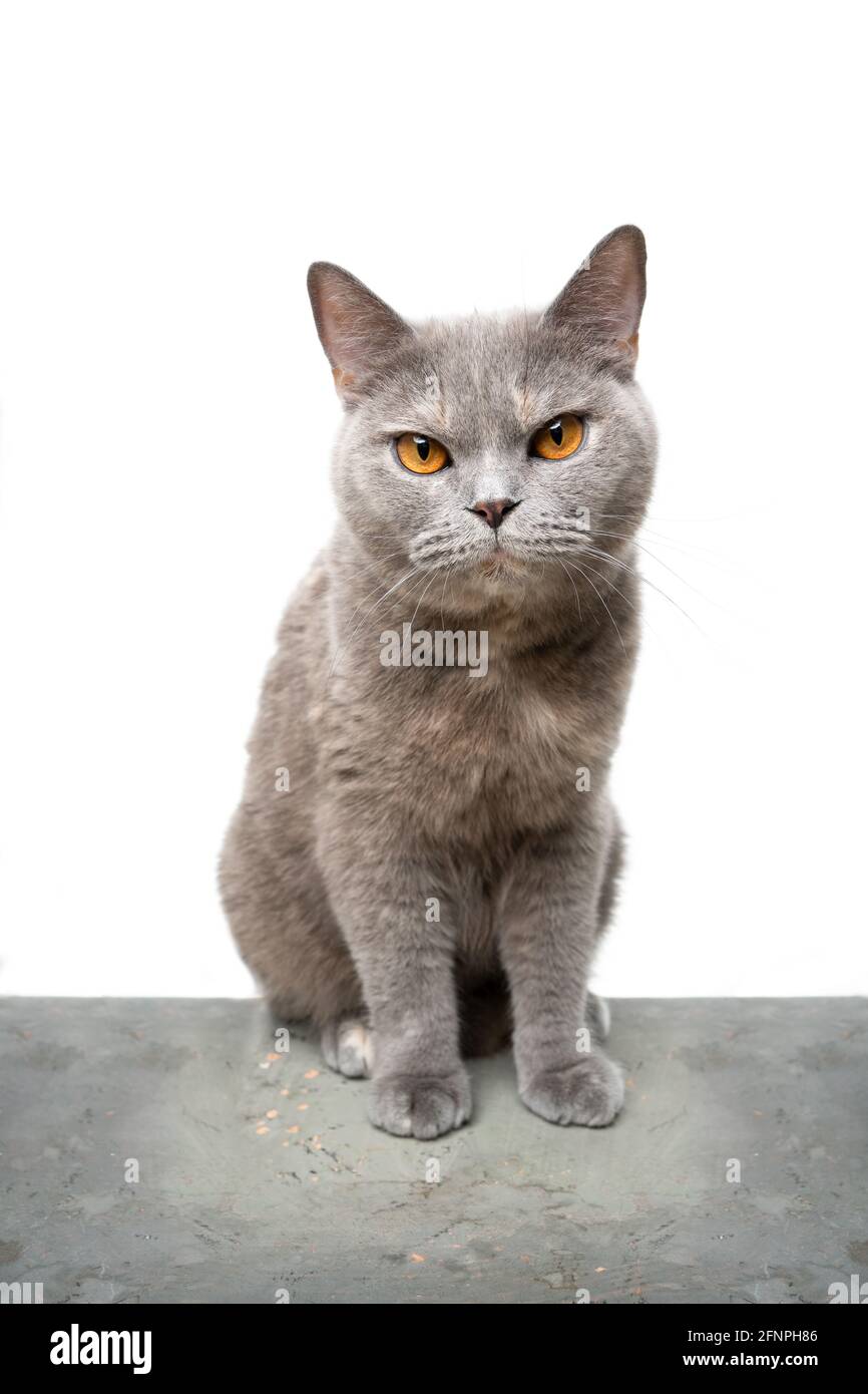gray tortoiseshell british shorthair cat sitting on concrete looking at camera on white background Stock Photo