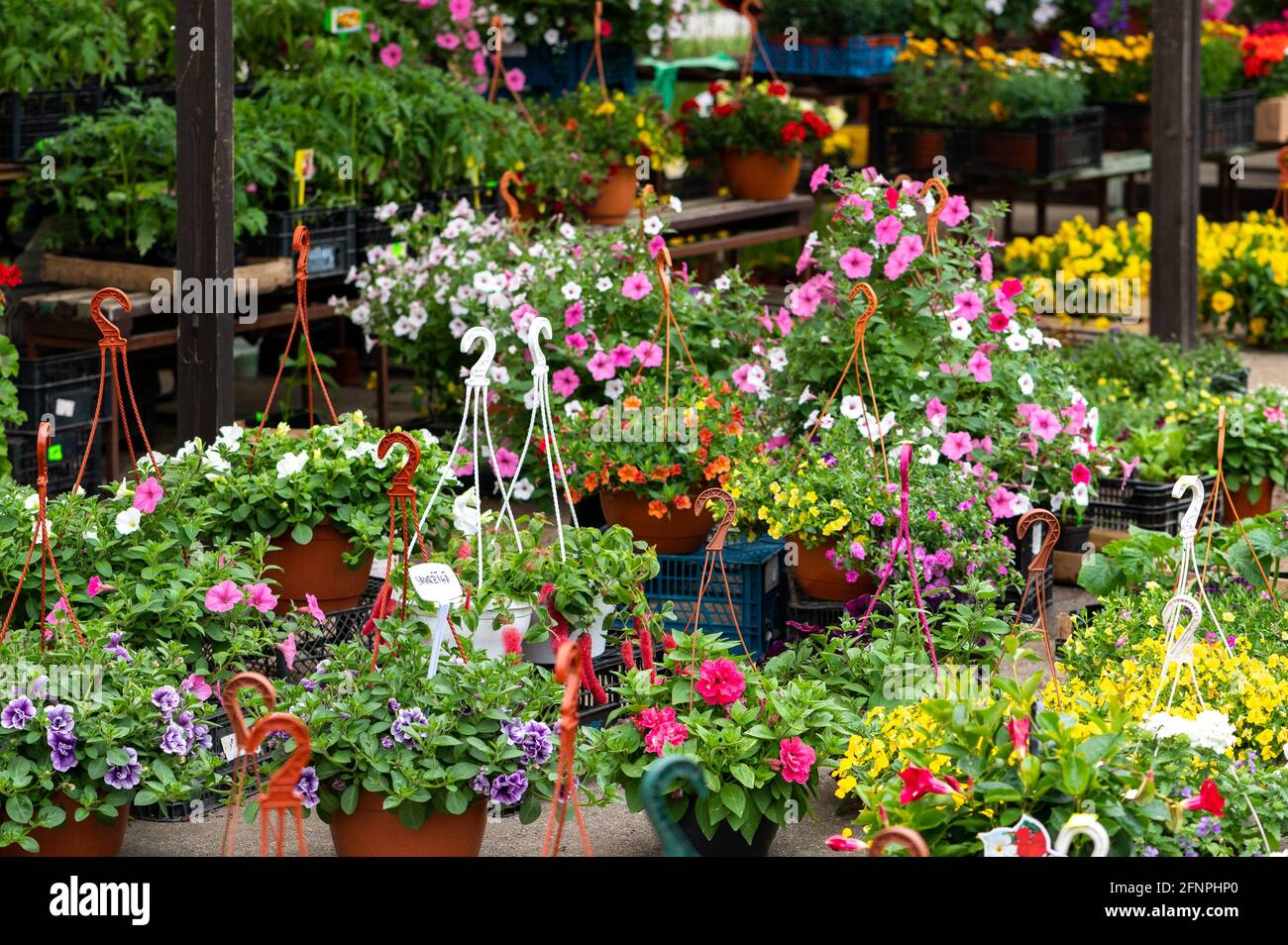 Colourful scene at spring flower market place to buy spring flowers for gardens Stock Photo