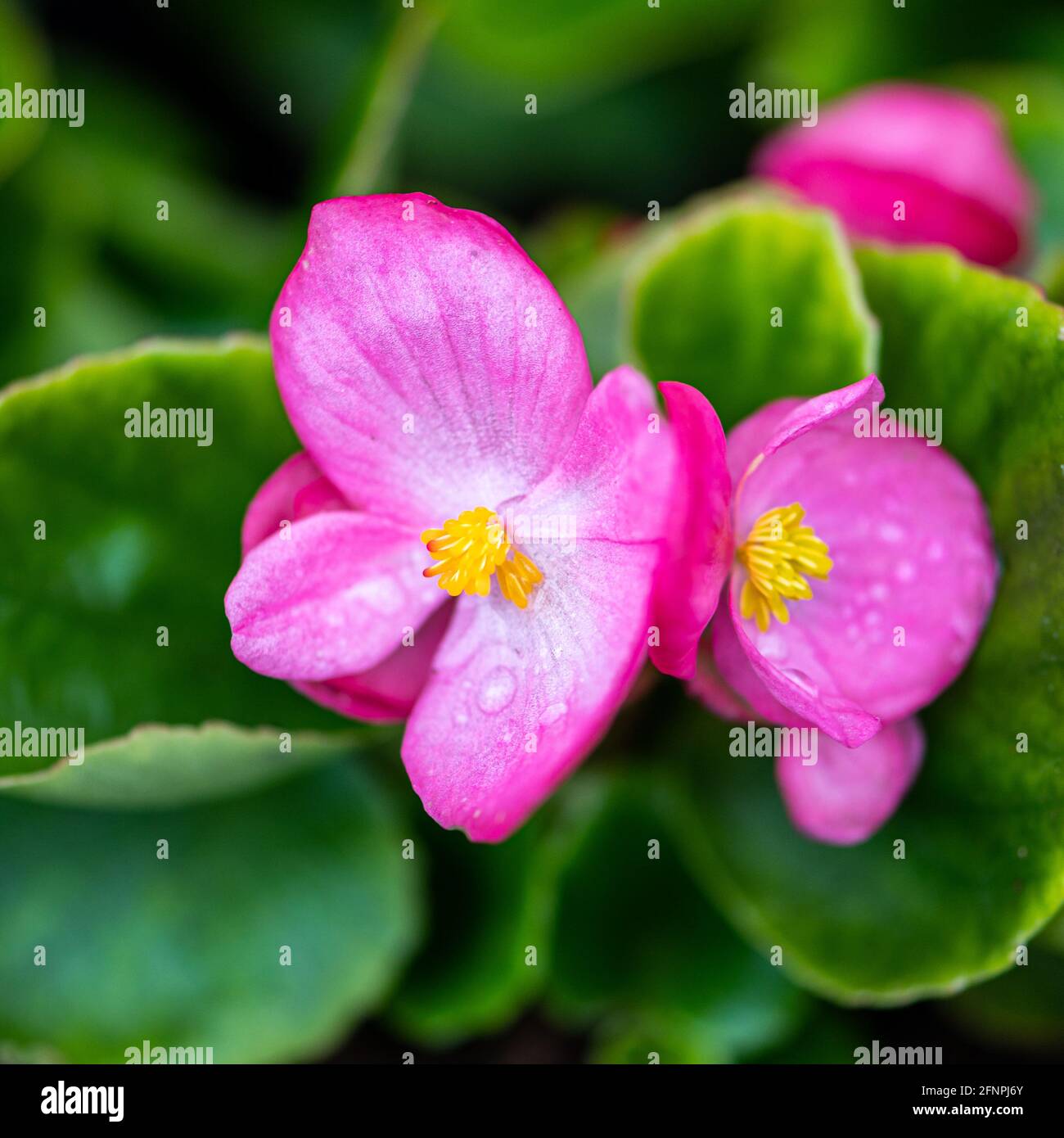 Pink begonia (wax begonia) closeup macro shot with juicy colours and green background Stock Photo
