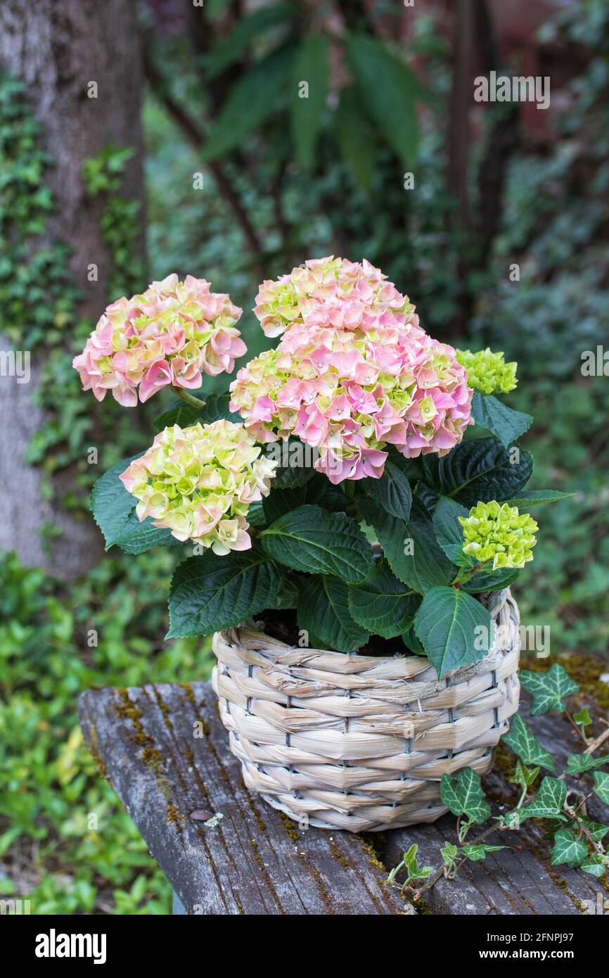 pink hydrangea flower in basket as summer decoration Stock Photo