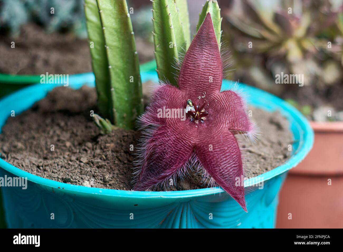 View of stapelia purple starfish flower and succulent plant on flowerpot with fly and fly eggs on it. Horizontal close up. Stock Photo
