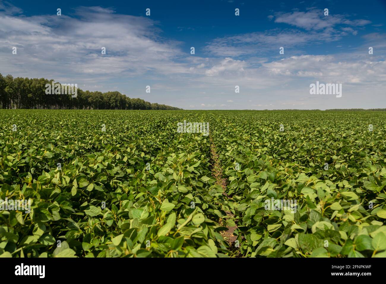 Soybean field blossom hires stock photography and images Alamy