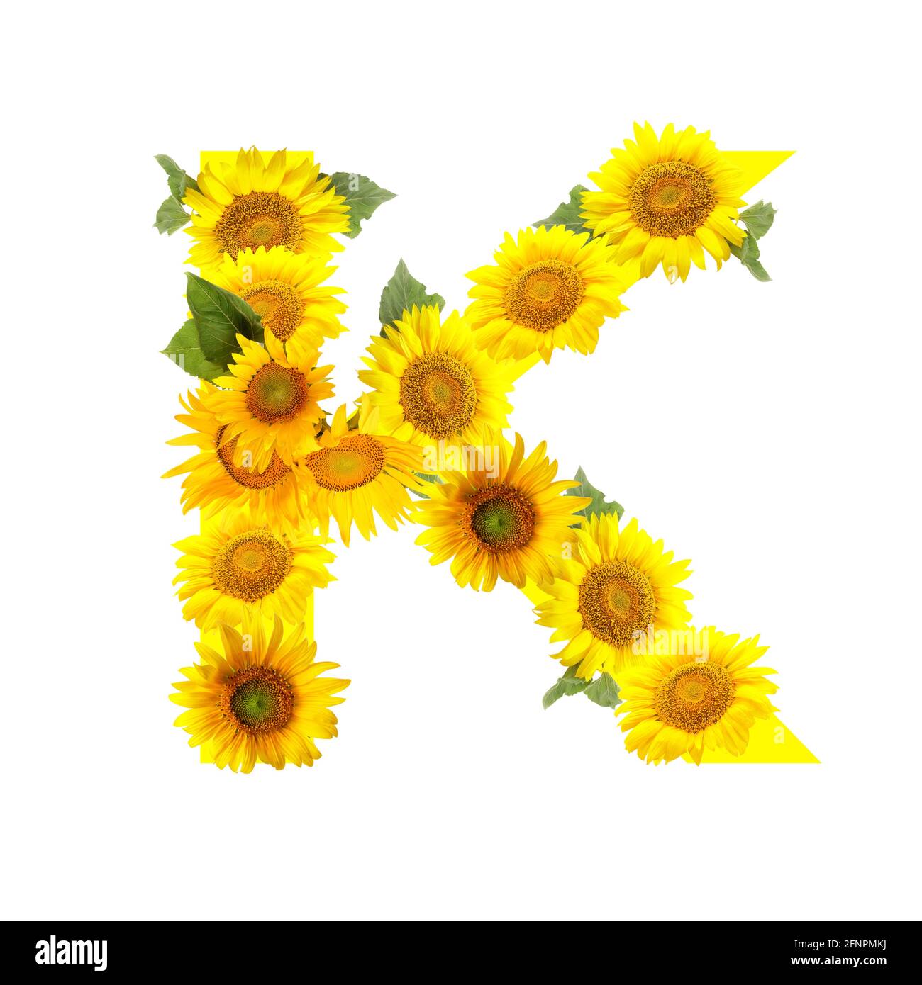 Letter K made of beautiful sunflowers on white background Stock ...