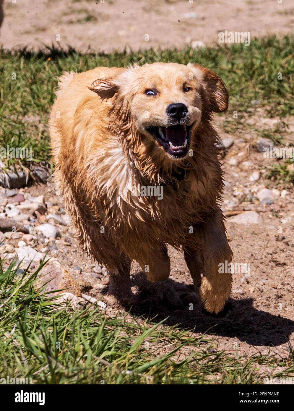Six month old store golden retriever