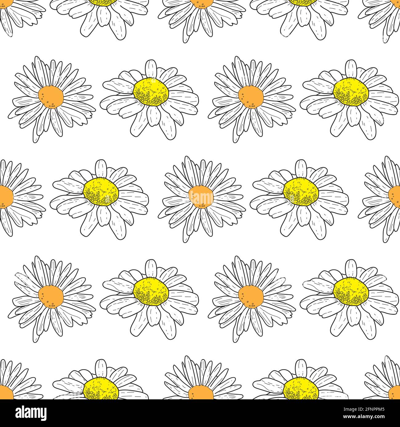 Vector white background daisy flowers and wild flowers. Seamless ...