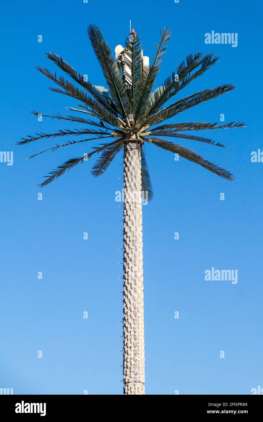 Cell tower disguised as a palm in Abu Dhabi, United Arab Emirates Stock Photo
