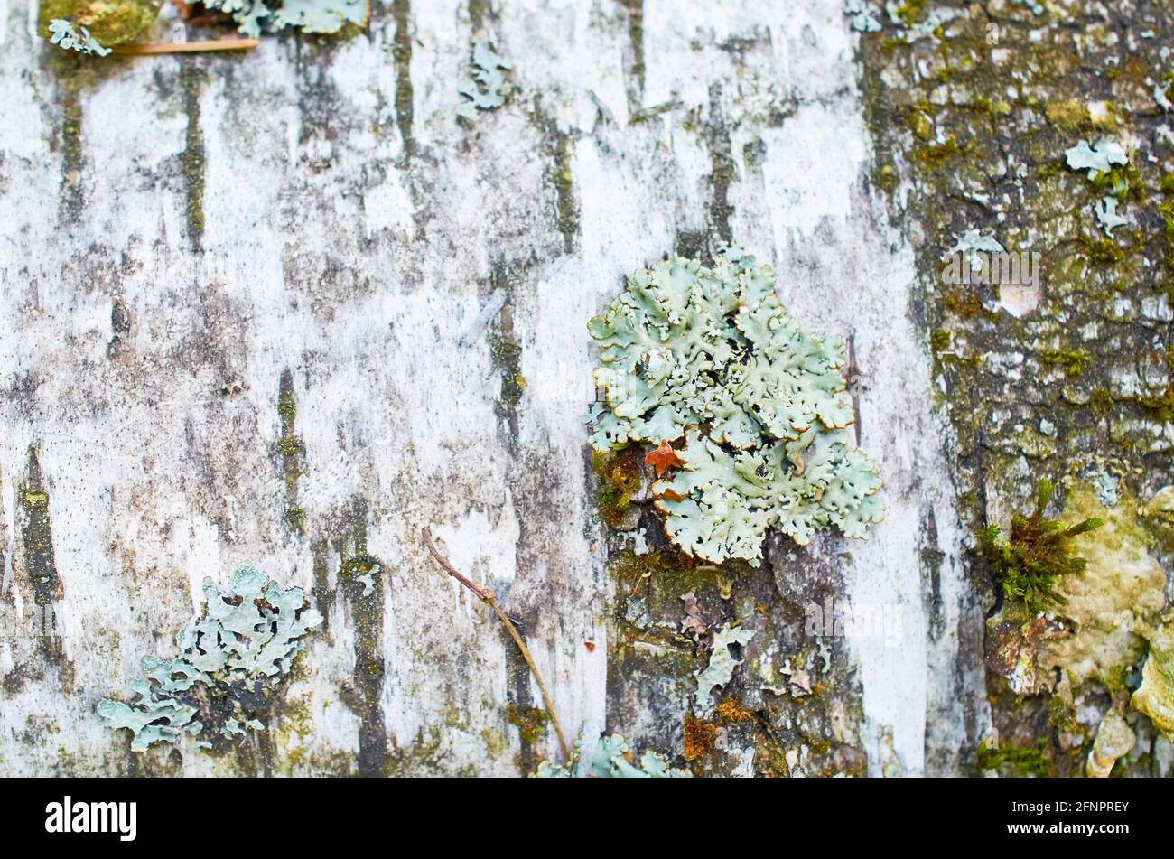 Parmelia sulcata lichen on birch bark. Macro Stock Photo