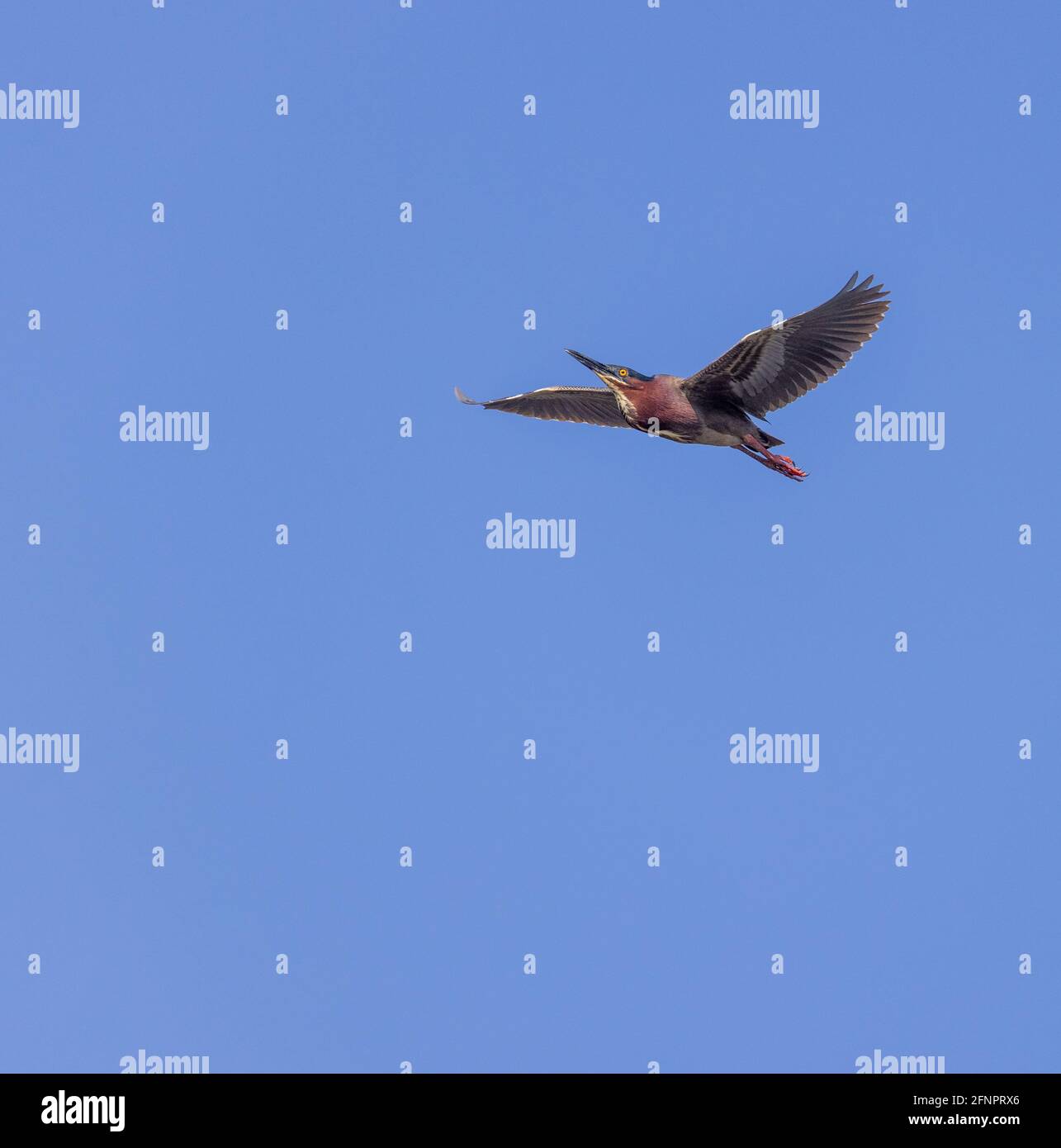 Green heron flying over a wetland in northern Wisconsin. Stock Photo