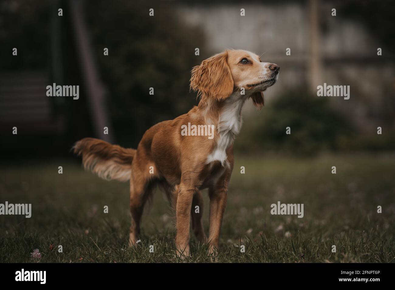 Intelligent dog in training Stock Photo