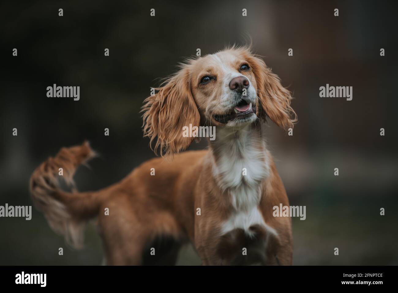 Cocker Spaniel Gundog Stock Photo