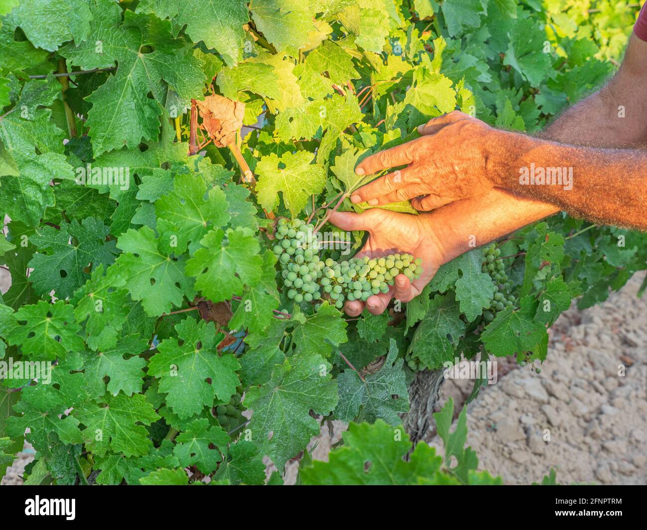 Close up of the hands of a vintner or grape farmer inspecting the grape harvest. Men's hands and vine. Concept agriculture. Stock Photo