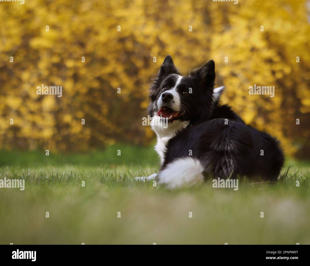 Border Collie with Cute Look in the Spring Park. Beautiful Black and White Dog Lies Down in Grass. Stock Photo