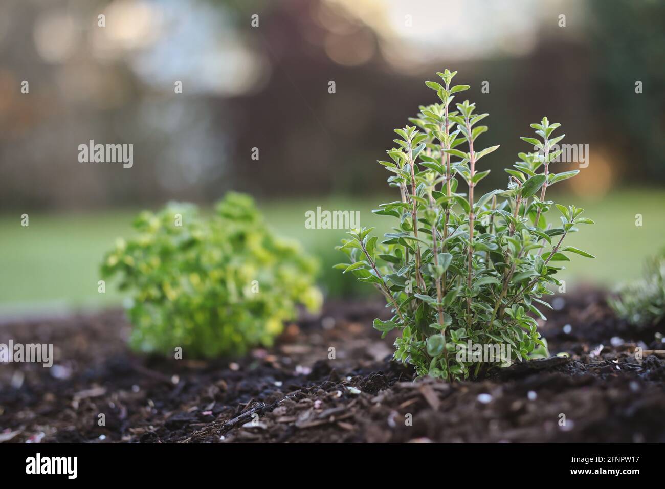 Origanum Majorana in Garden Soil with Bokeh Background. Green Marjoram Growth during Spring Season. Stock Photo