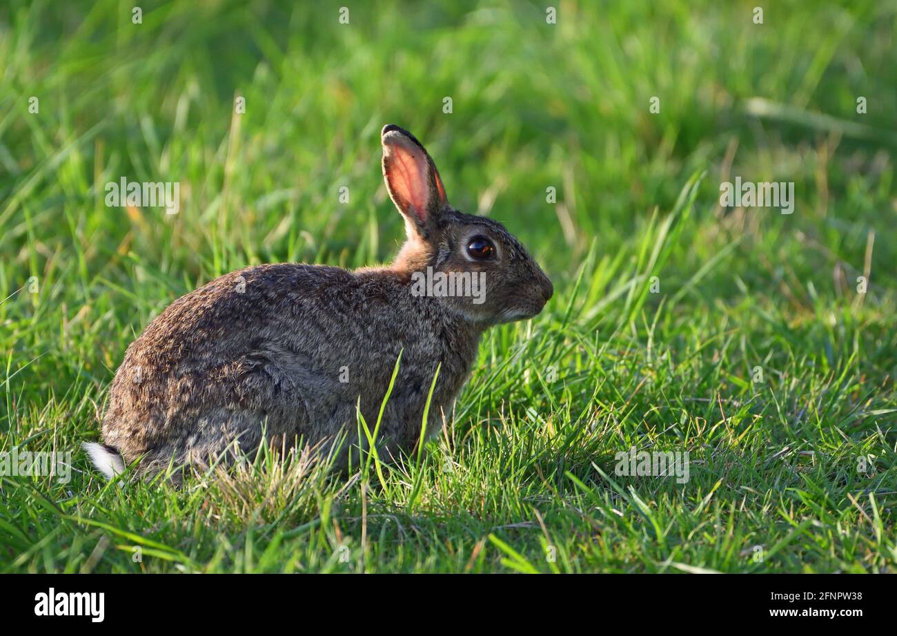 Young Rabbit sitting in meadow grass Stock Photo