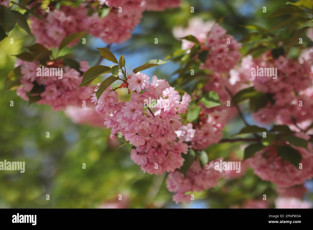 Colorful Double Flowers of Japanese Cherry Tree during Spring Season. Pink Prunus Serrulata during Springtime. Stock Photo