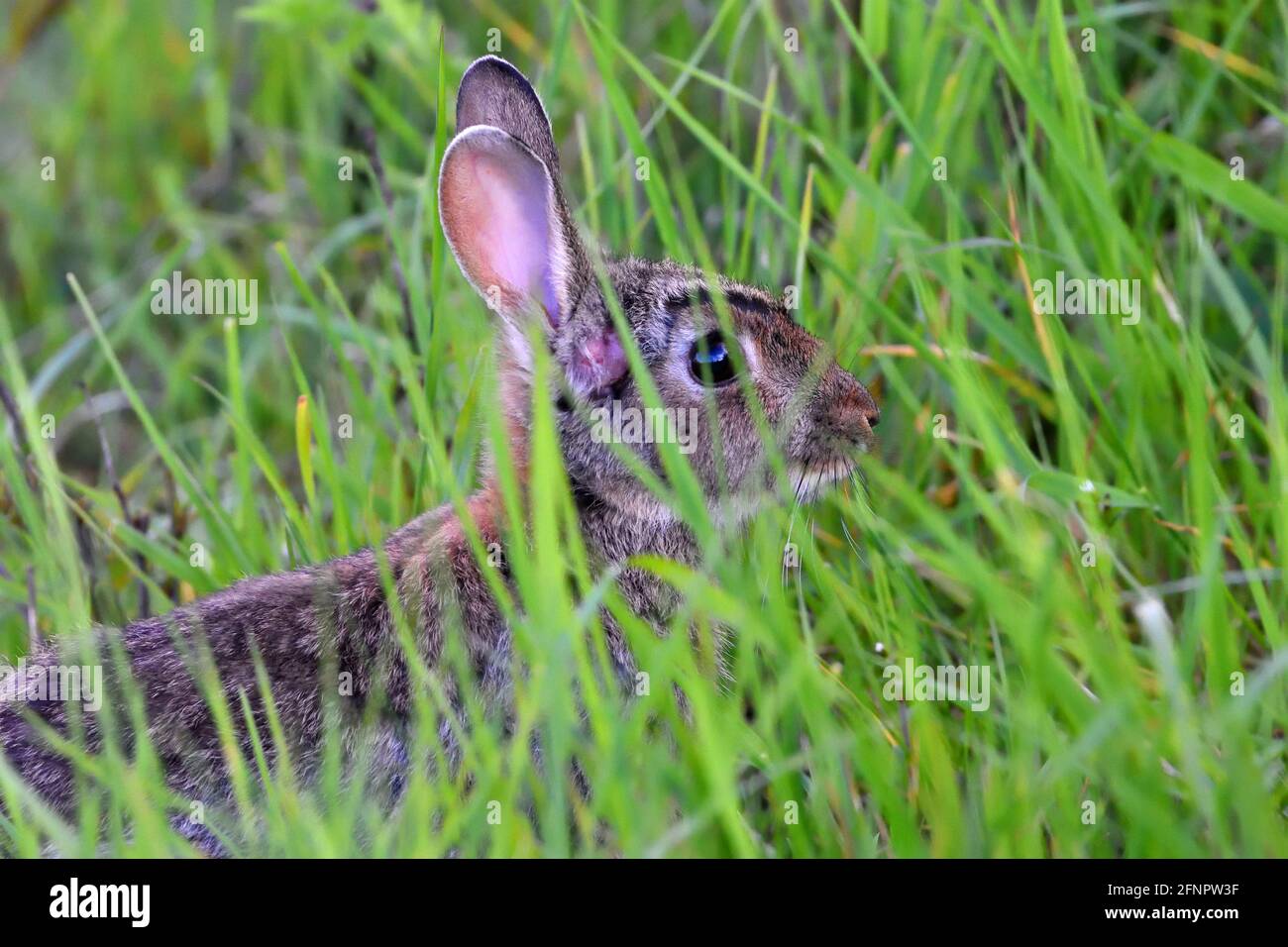 Long ears hires stock photography and images Alamy