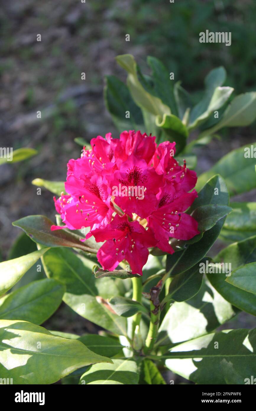 A Nova Zembla Rhododendron Stock Photo