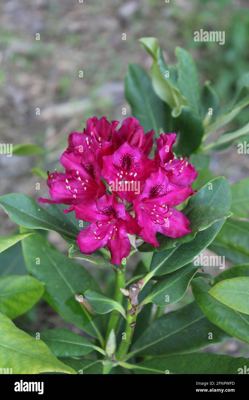 A Nova Zembla Rhododendron in Afternoon Sunlight Stock Photo