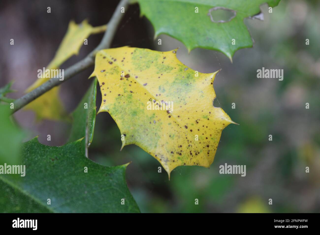 An American Holly with Holly Leaf Spot Fungal Disease Stock Photo